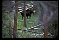 10099-00018-Moose, Alces alces.jpg