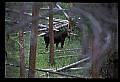 10099-00019-Moose, Alces alces.jpg