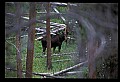 10099-00020-Moose, Alces alces.jpg
