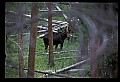 10099-00021-Moose, Alces alces.jpg
