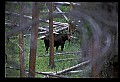10099-00022-Moose, Alces alces.jpg