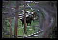 10099-00023-Moose, Alces alces.jpg