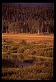 10099-00024-Moose, Alces alces.jpg