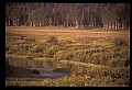 10099-00025-Moose, Alces alces.jpg