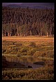 10099-00026-Moose, Alces alces.jpg