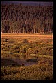10099-00027-Moose, Alces alces.jpg