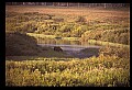 10099-00029-Moose, Alces alces.jpg