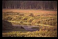 10099-00030-Moose, Alces alces.jpg