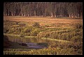 10099-00031-Moose, Alces alces.jpg