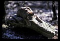10100-00009-Cougar, Mountain Lion, Felis concolor.jpg