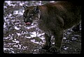 10100-00020-Cougar, Mountain Lion, Felis concolor.jpg