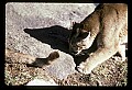 10100-00022-Cougar, Mountain Lion, Felis concolor.jpg