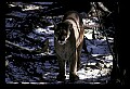 10100-00023-Cougar, Mountain Lion, Felis concolor.jpg