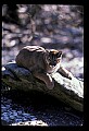 10100-00035-Cougar, Mountain Lion, Felis concolor.jpg