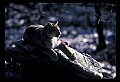 10100-00040-Cougar, Mountain Lion, Felis concolor.jpg