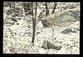 10100-00045-Cougar, Mountain Lion, Felis concolor.jpg