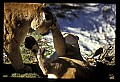 10100-00049-Cougar, Mountain Lion, Felis concolor.jpg