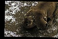 10100-00051-Cougar, Mountain Lion, Felis concolor.jpg
