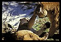 10100-00052-Cougar, Mountain Lion, Felis concolor.jpg