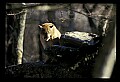 10100-00055-Cougar, Mountain Lion, Felis concolor.jpg