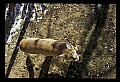 10100-00069-Cougar, Mountain Lion, Felis concolor.jpg