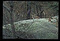 10100-00070-Cougar, Mountain Lion, Felis concolor.jpg