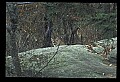 10100-00071-Cougar, Mountain Lion, Felis concolor.jpg
