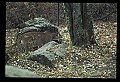 10100-00072-Cougar, Mountain Lion, Felis concolor.jpg