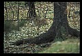 10100-00073-Cougar, Mountain Lion, Felis concolor.jpg
