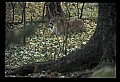 10100-00074-Cougar, Mountain Lion, Felis concolor.jpg