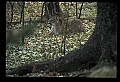 10100-00075-Cougar, Mountain Lion, Felis concolor.jpg