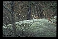 10100-00077-Cougar, Mountain Lion, Felis concolor.jpg