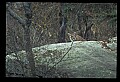 10100-00078-Cougar, Mountain Lion, Felis concolor.jpg