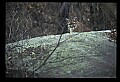 10100-00082-Cougar, Mountain Lion, Felis concolor.jpg