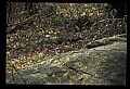 10100-00086-Cougar, Mountain Lion, Felis concolor.jpg