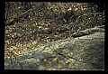 10100-00087-Cougar, Mountain Lion, Felis concolor.jpg