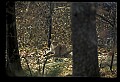 10100-00088-Cougar, Mountain Lion, Felis concolor.jpg