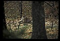 10100-00089-Cougar, Mountain Lion, Felis concolor.jpg