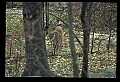 10100-00090-Cougar, Mountain Lion, Felis concolor.jpg