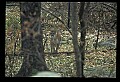 10100-00091-Cougar, Mountain Lion, Felis concolor.jpg