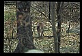 10100-00092-Cougar, Mountain Lion, Felis concolor.jpg