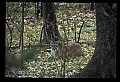 10100-00097-Cougar, Mountain Lion, Felis concolor.jpg