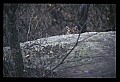 10100-00123-Cougar, Mountain Lion, Felis concolor.jpg