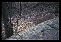 10100-00124-Cougar, Mountain Lion, Felis concolor.jpg