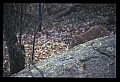 10100-00125-Cougar, Mountain Lion, Felis concolor.jpg