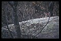 10100-00126-Cougar, Mountain Lion, Felis concolor.jpg