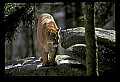 Koda00073 Cougar-Grandfather Mountain.tif
