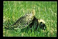 10101-00001-Porcupine, Erethizon dersatum.jpg