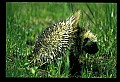 10101-00002-Porcupine, Erethizon dersatum.jpg