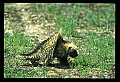 10101-00003-Porcupine, Erethizon dersatum.jpg